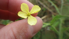 Raphanus raphanistrum landra