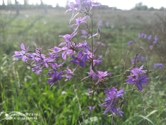 Delphinium consolida paniculatum