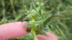 Salsola soda