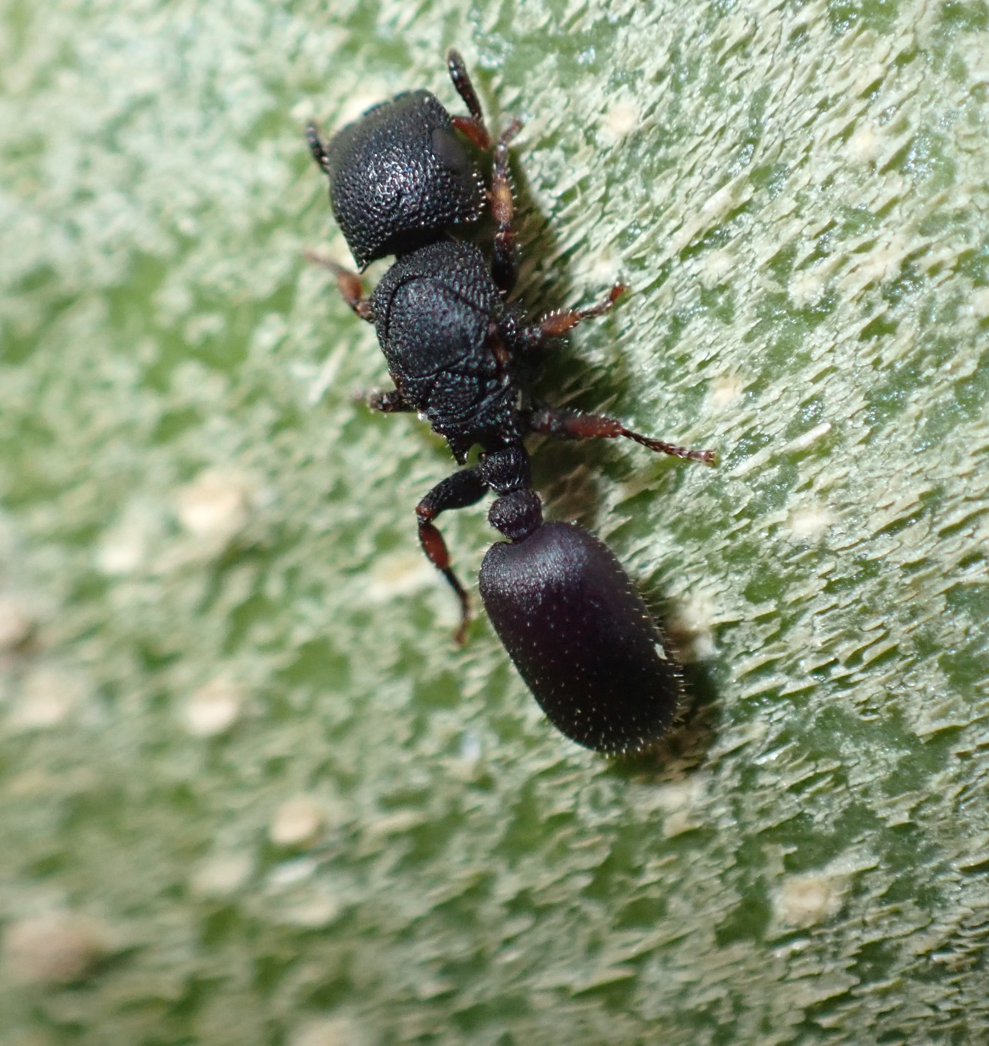 Cataulacus intrudens