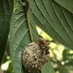 Macromerella honesta