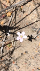 Drosera spilos