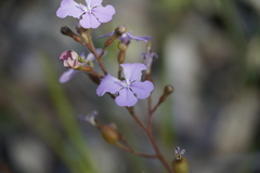 Stylidium affine