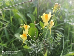Linaria