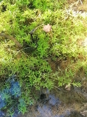 Callitriche hermaphroditica