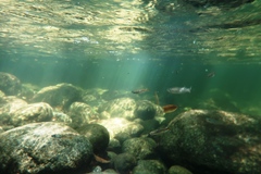 Pseudomugil signifer