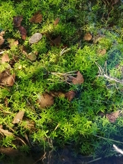 Callitriche hermaphroditica