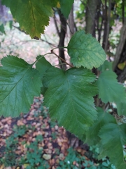 Crataegus intricata