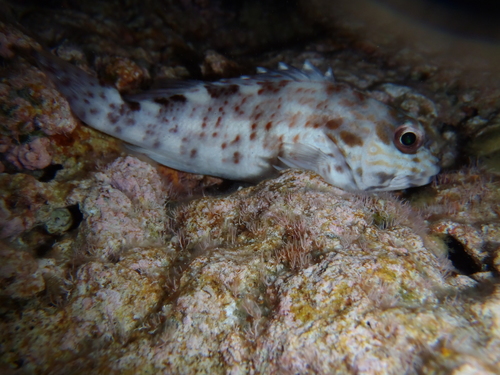 Stocky hawkfish