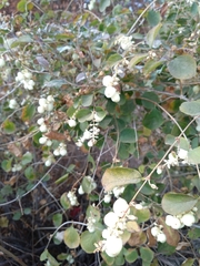 Symphoricarpos