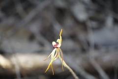 Caladenia ensata