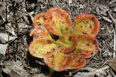 Drosera collina
