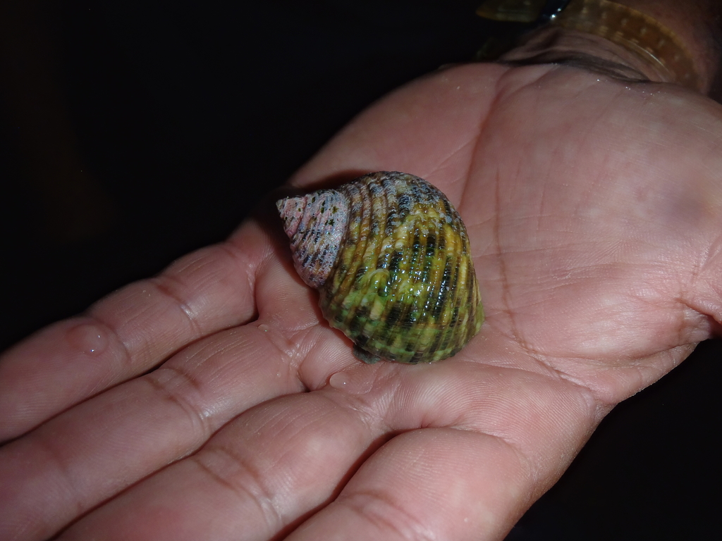 Turbo setosus