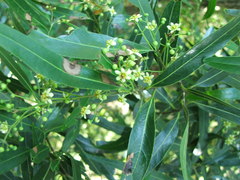 Nectandra angustifolia