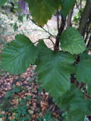 Crataegus intricata