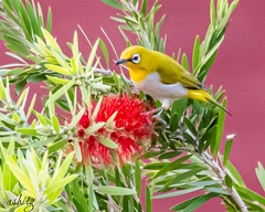 Zosterops palpebrosus