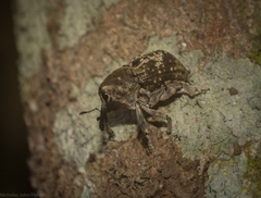 Eutyrhinus meditabundus