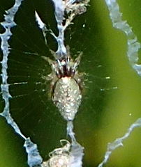 Cyclosa argenteoalba