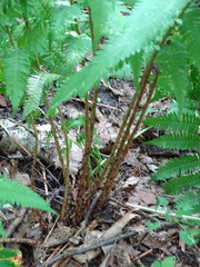 Dryopteris × mickelii