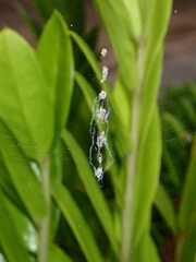 Cyclosa argenteoalba