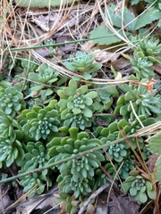 Sedum glaucophyllum