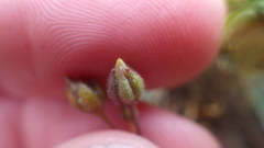 Spergularia rupicola