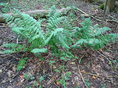 Dryopteris × mickelii