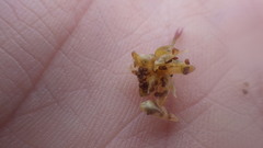 Spergularia rupicola