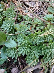 Sedum glaucophyllum