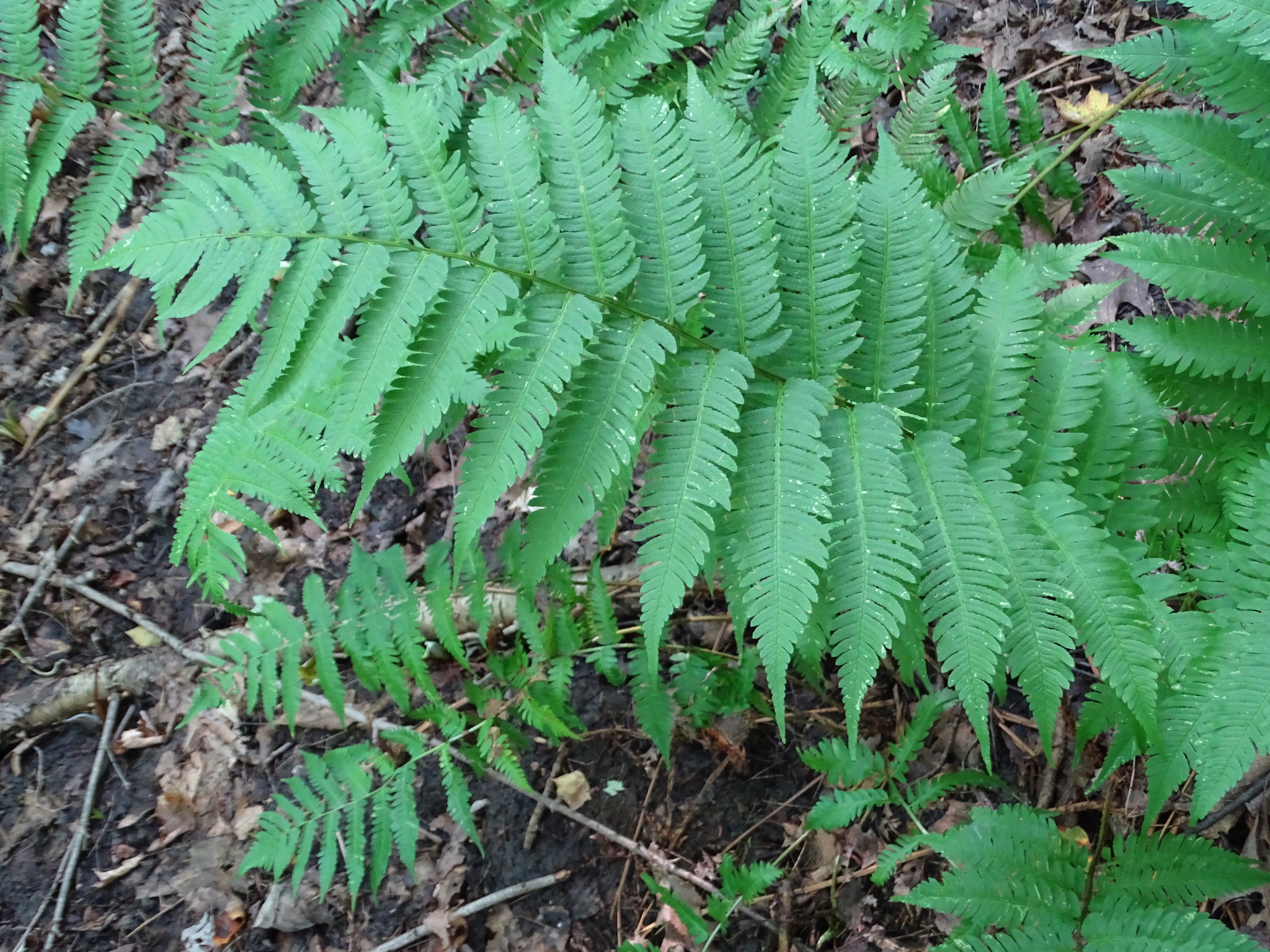 Dryopteris X mickelii