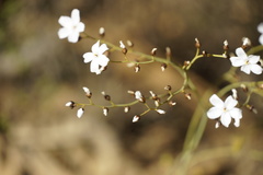 Drosera gigantea
