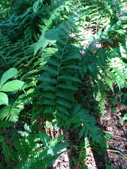 Dryopteris × mickelii