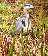 Ardea cinerea