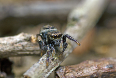 Bianor maculatus