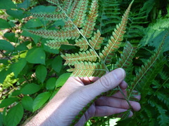 Dryopteris × mickelii