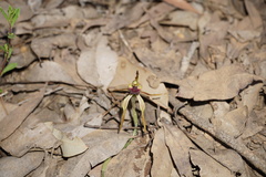 Caladenia ensata