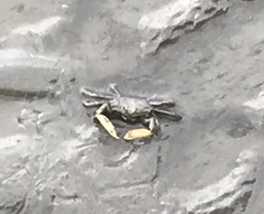 Macrophthalmus