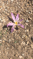 Colchicum montanum