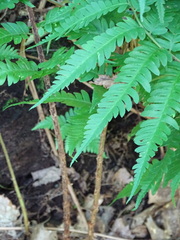 Dryopteris × mickelii