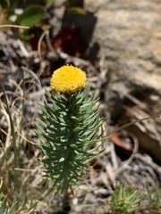 Phymaspermum athanasioides