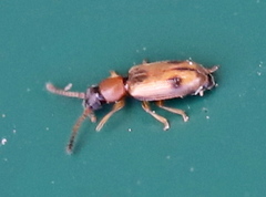 Psammoecus bipunctatus
