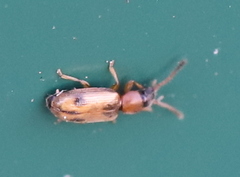 Psammoecus bipunctatus