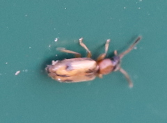 Psammoecus bipunctatus