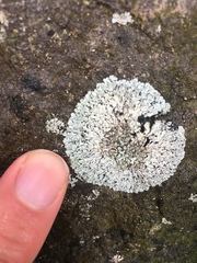 Physciaceae