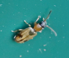Psammoecus bipunctatus