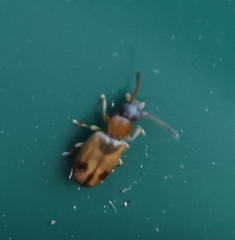 Psammoecus bipunctatus