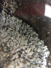 Physciaceae