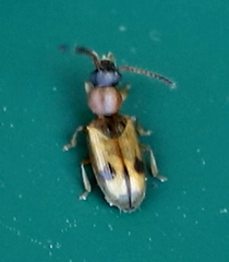Psammoecus bipunctatus