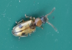 Psammoecus bipunctatus