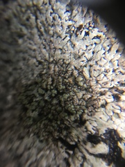 Physciaceae